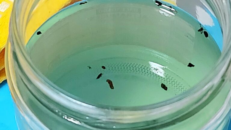 Descubre el truco infalible: agua, vinagre y detergente para ahuyentar moscas